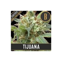 Blimburn Seeds Tijuana - feminised