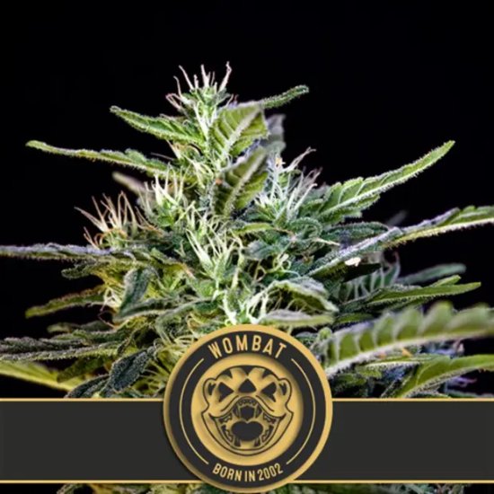 Blimburn Seeds Wombat - feminised