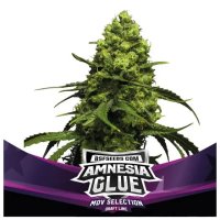 Bsf Seeds Amnesia Glue - feminised