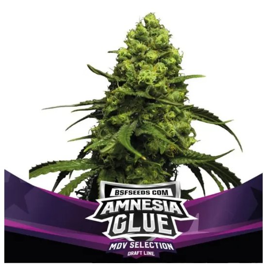 Bsf Seeds Amnesia Glue - feminised