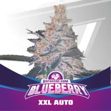 Bsf Seeds Blueberry XXL Auto - feminised