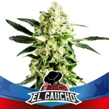 Bsf Seeds El Gaucho Fast Version - feminised