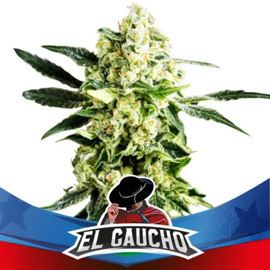 Bsf Seeds El Gaucho Fast Version - feminised