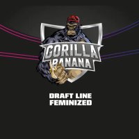 Bsf Seeds Gorilla Banana - Draft Line - feminised