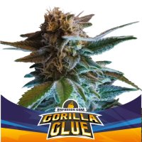 Bsf Seeds Gorilla Glue Auto - feminised