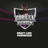 Bsf Seeds Gorilla Rainbows - Draft Line - feminised