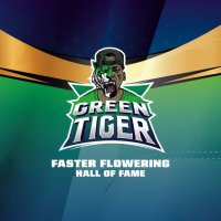 Bsf Seeds Green Tiger Fast Version - feminised