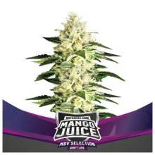 Bsf Seeds Mango Juice - feminised