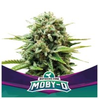 Bsf Seeds Moby-D - feminised