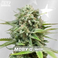 Bsf Seeds Moby Dick Auto - feminised