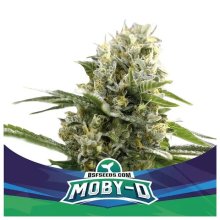 Bsf Seeds Moby-D XXL Auto - feminised