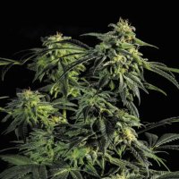 Bsf Seeds Obg Kush Fast Version - feminised