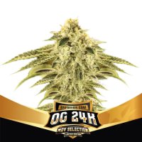 Bsf Seeds OG 24K - feminised