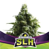 Bsf Seeds Slh - Super Lemon Haze - feminised