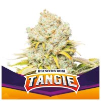 Bsf Seeds Tangie - feminised