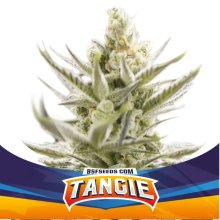 Bsf Seeds Tangie XXL Auto - feminised