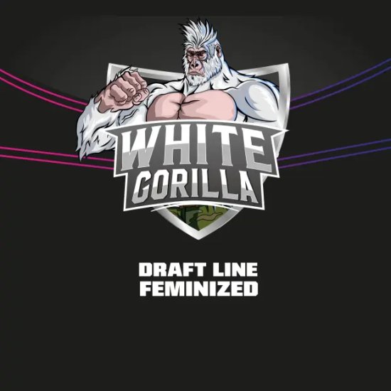 Bsf Seeds White Gorilla - Draft Line - feminised