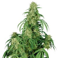 Buddha Seeds Auto Calamity Jane - feminised