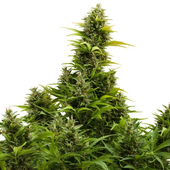 Buddha Seeds Auto Medikit CBD - feminised