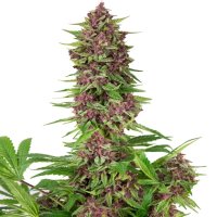 Buddha Seeds Buddha Purple Kush - feminised