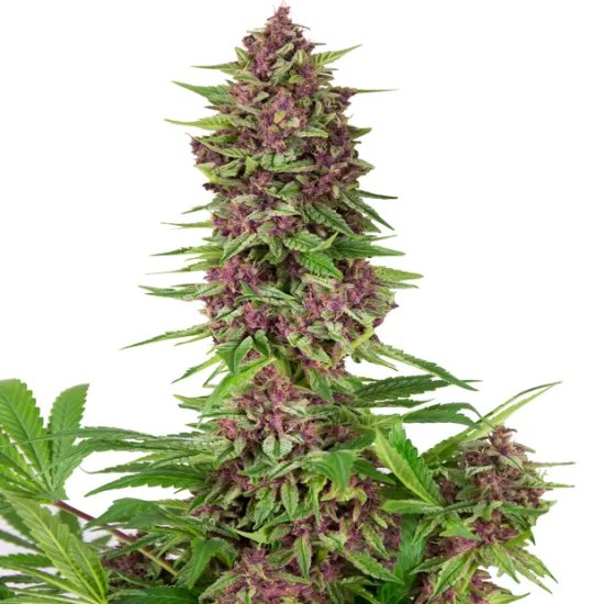 Buddha Seeds Buddha Purple Kush - feminised