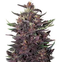 Buddha Seeds Buddha Purple Kush Auto - feminised