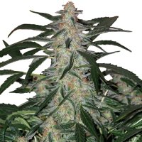 Buddha Seeds Deimos Auto - feminised