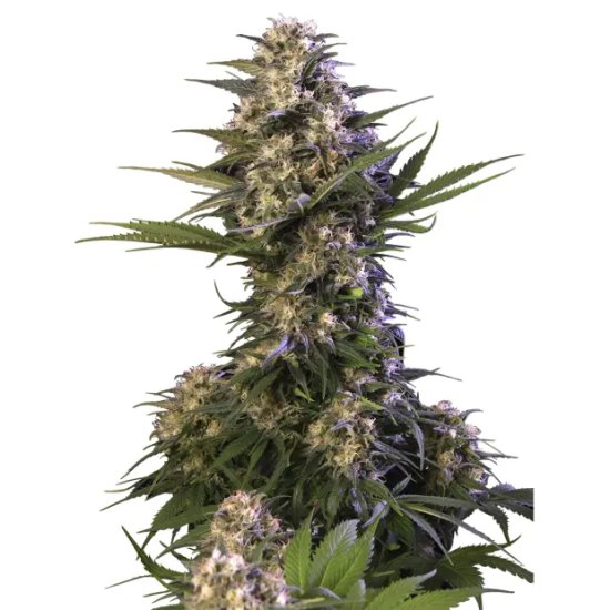 Buddha Seeds Kraken - feminised