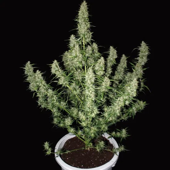 Buddha Seeds Magnum Auto - feminised