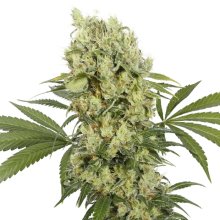 Buddha Seeds Medikit CBD - feminised