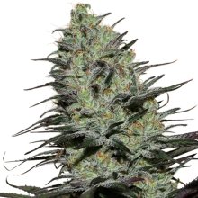 Buddha Seeds Morpheus - feminised