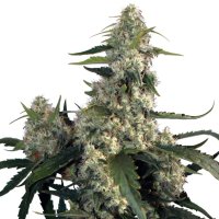 Buddha Seeds Quasar - feminised