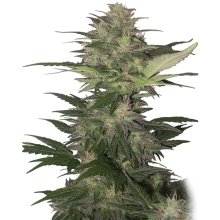 Buddha Seeds Red Dwarf Auto - feminised