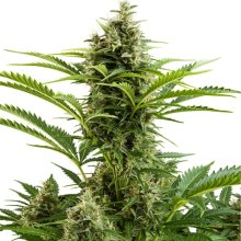 Buddha Seeds Vesta Auto - feminised