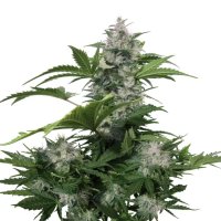 Buddha Seeds White Dwarf Auto - feminised