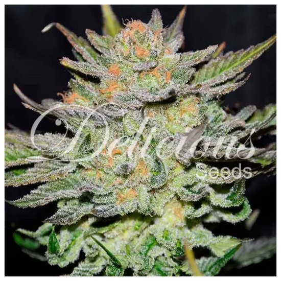 Delicious Seeds Auto Blue Ace CBD - feminised