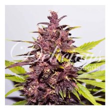 Delicious Seeds Auto Dark Purple - feminised