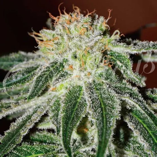 Delicious Seeds Black Russian - feminised