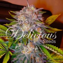 Delicious Seeds Caramelo - feminised