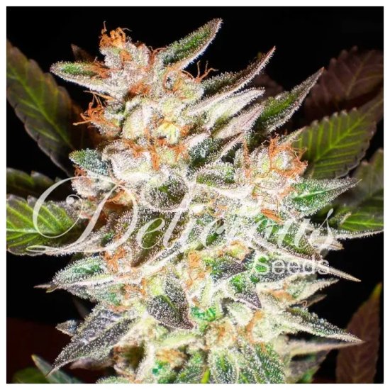 Delicious Seeds Cheese Candy Auto - feminised