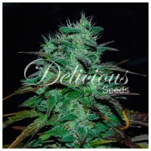 Delicious Seeds Chocobang - feminised