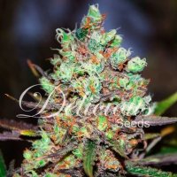 Delicious Seeds Cotton Candy Kush - feminised