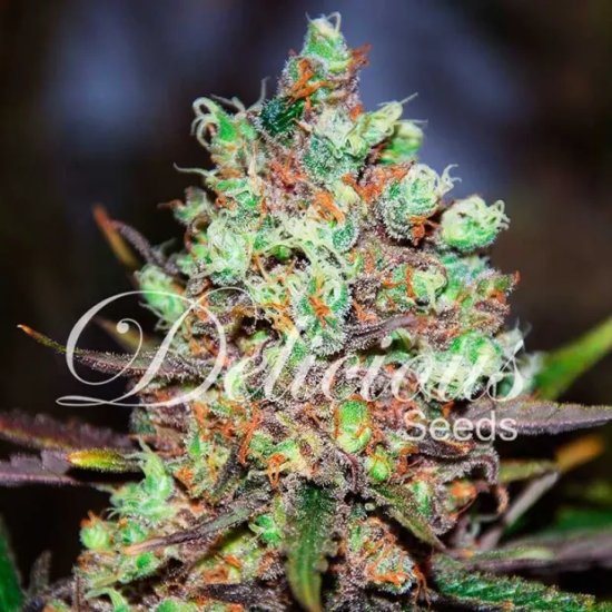 Delicious Seeds Cotton Candy Kush - feminised