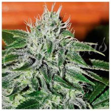 Delicious Seeds Critical Jack Herer - feminised