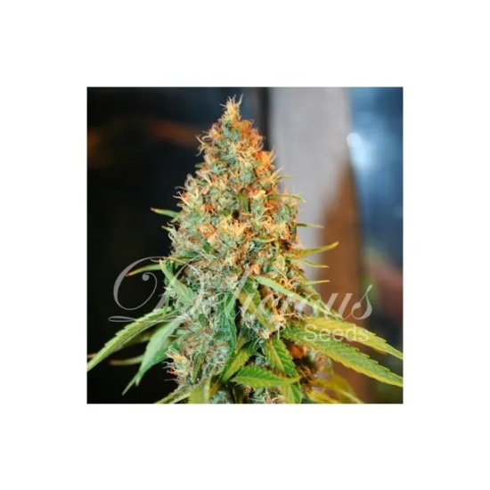 Delicious Seeds Critical Kali Mist - feminised