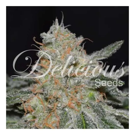 Delicious Seeds Critical Neville Haze 2.0 - feminised