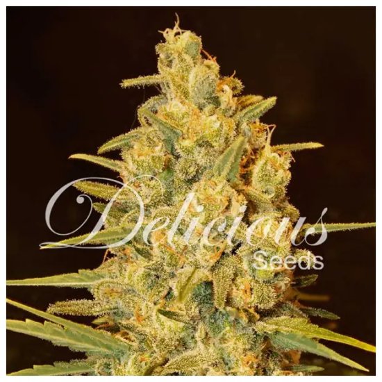 Delicious Seeds Critical Sensi Star - feminised