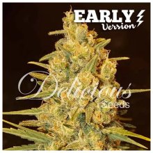 Delicious Seeds Critical Sensi Star Early Version - feminised