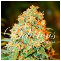 Delicious Seeds Critical Super Silver Haze - feminised