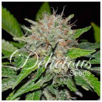 Delicious Seeds Deep Mandarine - feminised